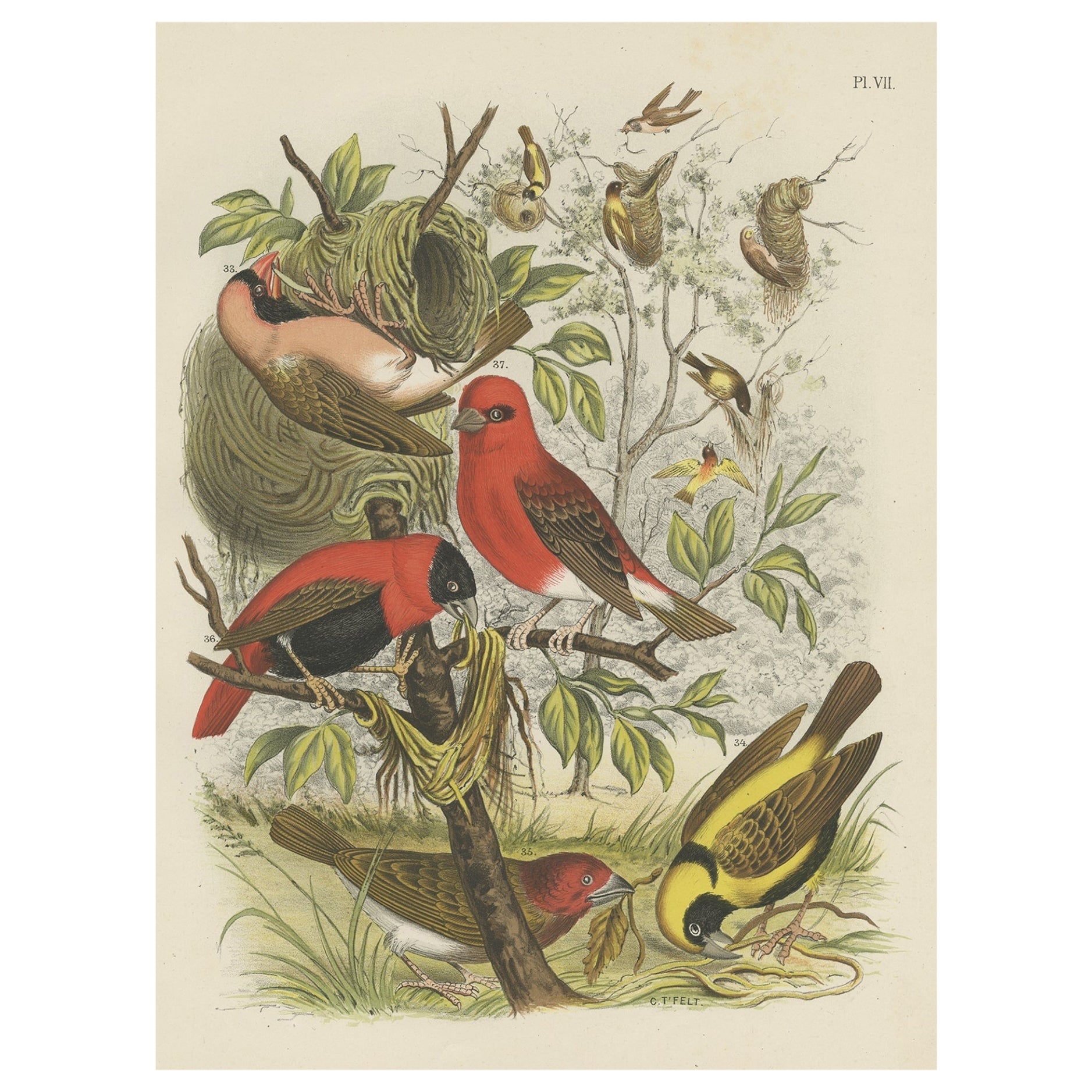 Decorative and Colourful Antique Bird Print of Weaverbirds, 1886 For Sale