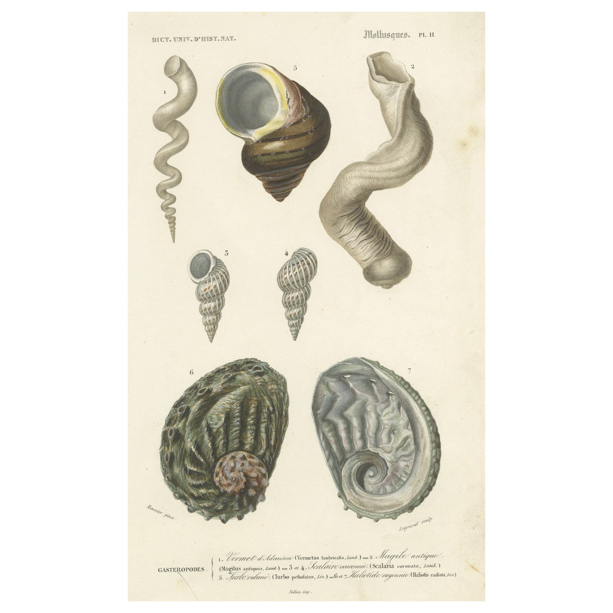 Old Original Print of Different Types of Molluscs, 1849 For Sale