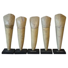 Set of Five 1950s Large German Vintage Model Dental Teeth in Plaster of Paris