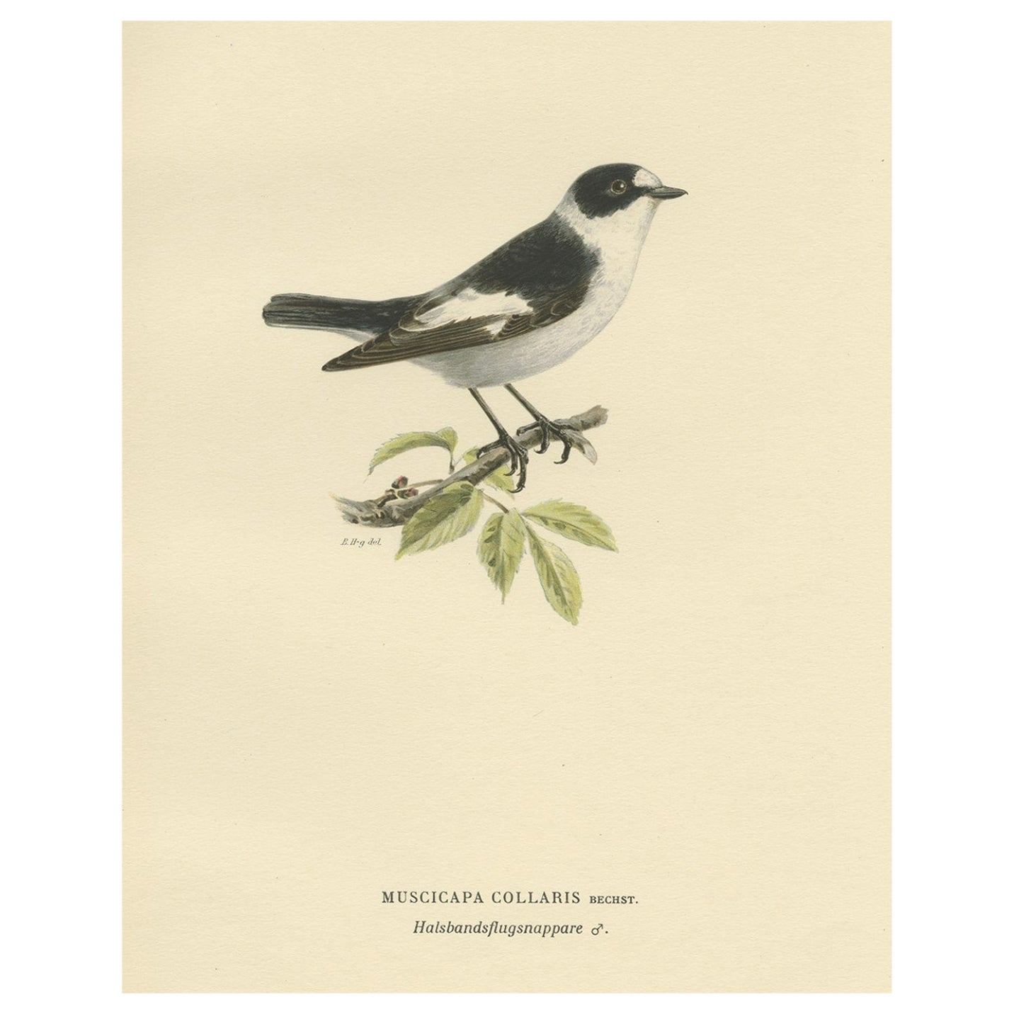 Original Old Bird Print Depicting the White-Collared Flycatcher, 1927
