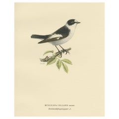 Antique Original Old Bird Print Depicting the White-Collared Flycatcher, 1927