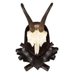 Black Forest Chamois Antlers Hunting Trophy Mount