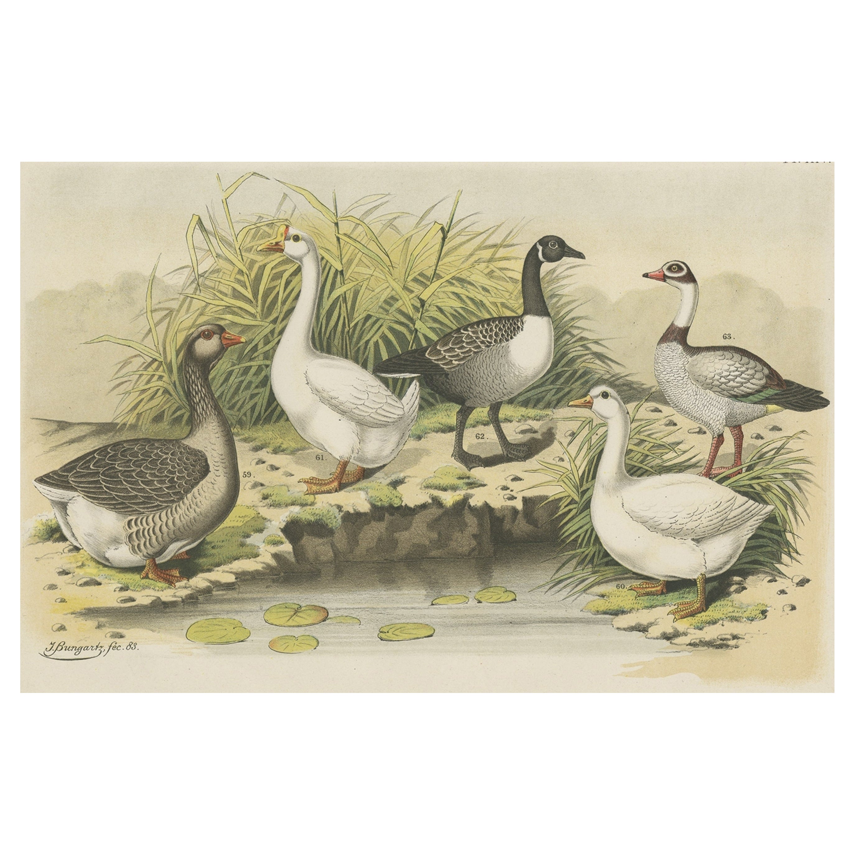 Old Print Showing Various Geese; Canada Goose, Snow Goose, Brant Goose Etc, 1886 For Sale