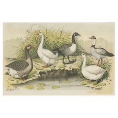 Old Print Showing Various Geese; Canada Goose, Snow Goose, Brant Goose Etc, 1886