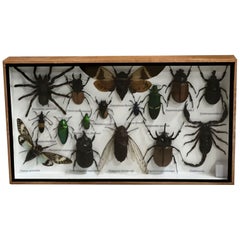 Beautiful Wooden Box or Display Case Full of Exotic Insects, Taxidermy
