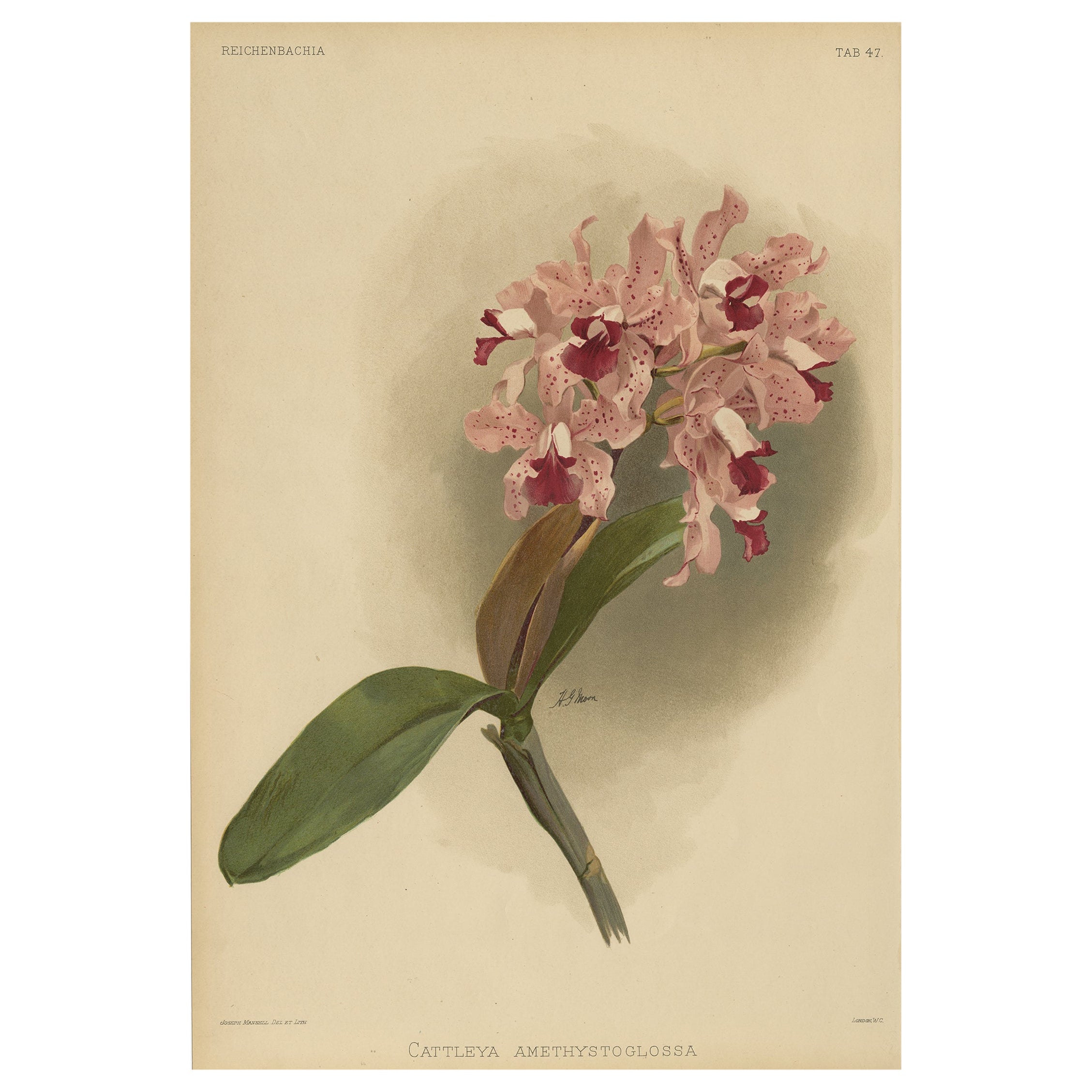 Wunderschöner, beeindruckender, großer, antiker Folio-Druck einer Orchidee in Foliogröße, 1888