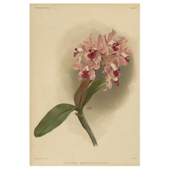 Gorgeous Impressive Large Folio Size Antique Print of an Orchid, 1888