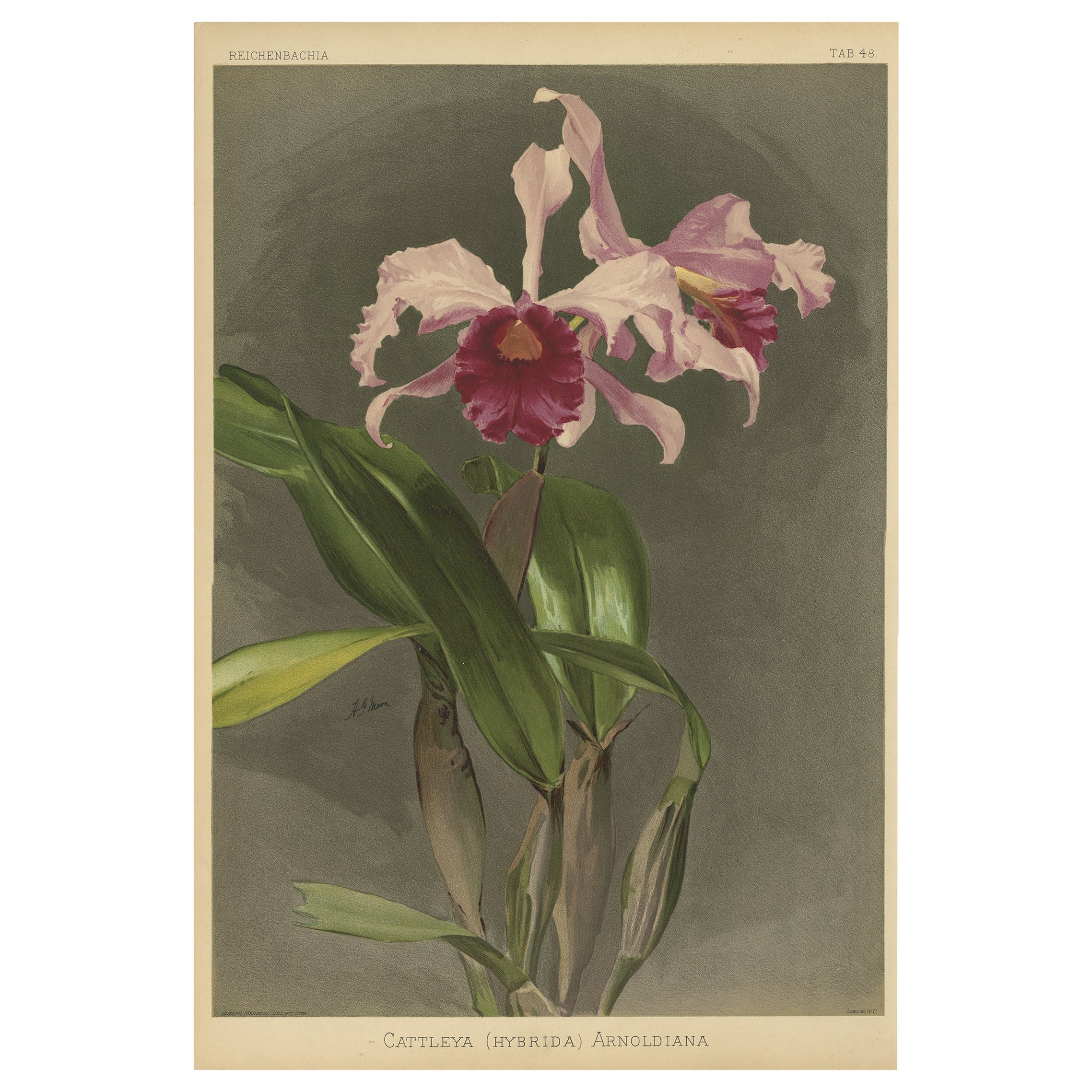 Gorgeous Impressive Large Antique Print of an Orchid, 1888