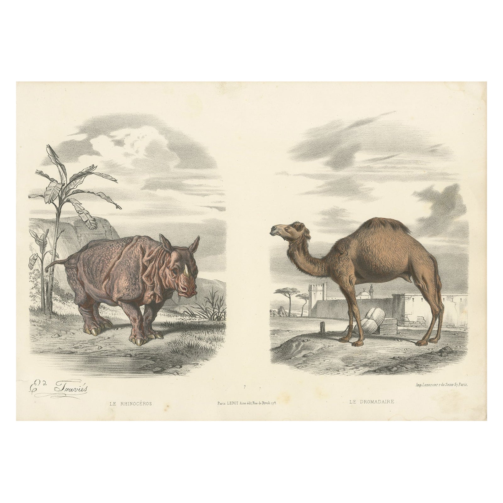 Old Original Hand-Colored Print of a Rhino and Dromedary, ca.1860 For Sale