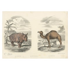 Old Original Hand-Colored Print of a Rhino and Dromedary, ca.1860