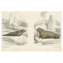 Old Hand-Colored Print of the Common Seal and a Walrus, ca.1860