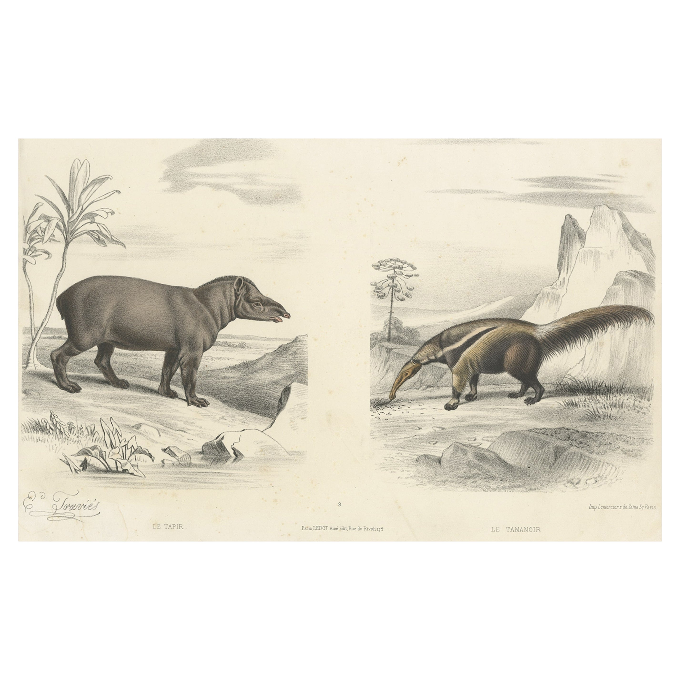 Old Original Hand-Colored Print of a Tapir and an Anteater, ca.1860 For Sale