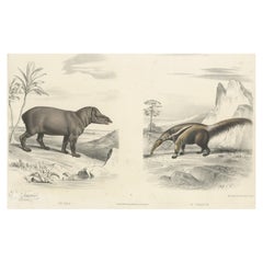 Old Original Hand-Colored Print of a Tapir and an Anteater, ca.1860