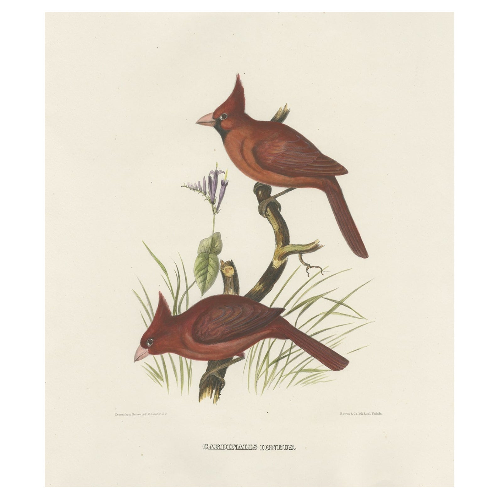 Large Old Hand-Colored Print of Northern Cardinals from Northern America, 1869 For Sale