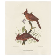 Antique Large Old Hand-Colored Print of Northern Cardinals from Northern America, 1869