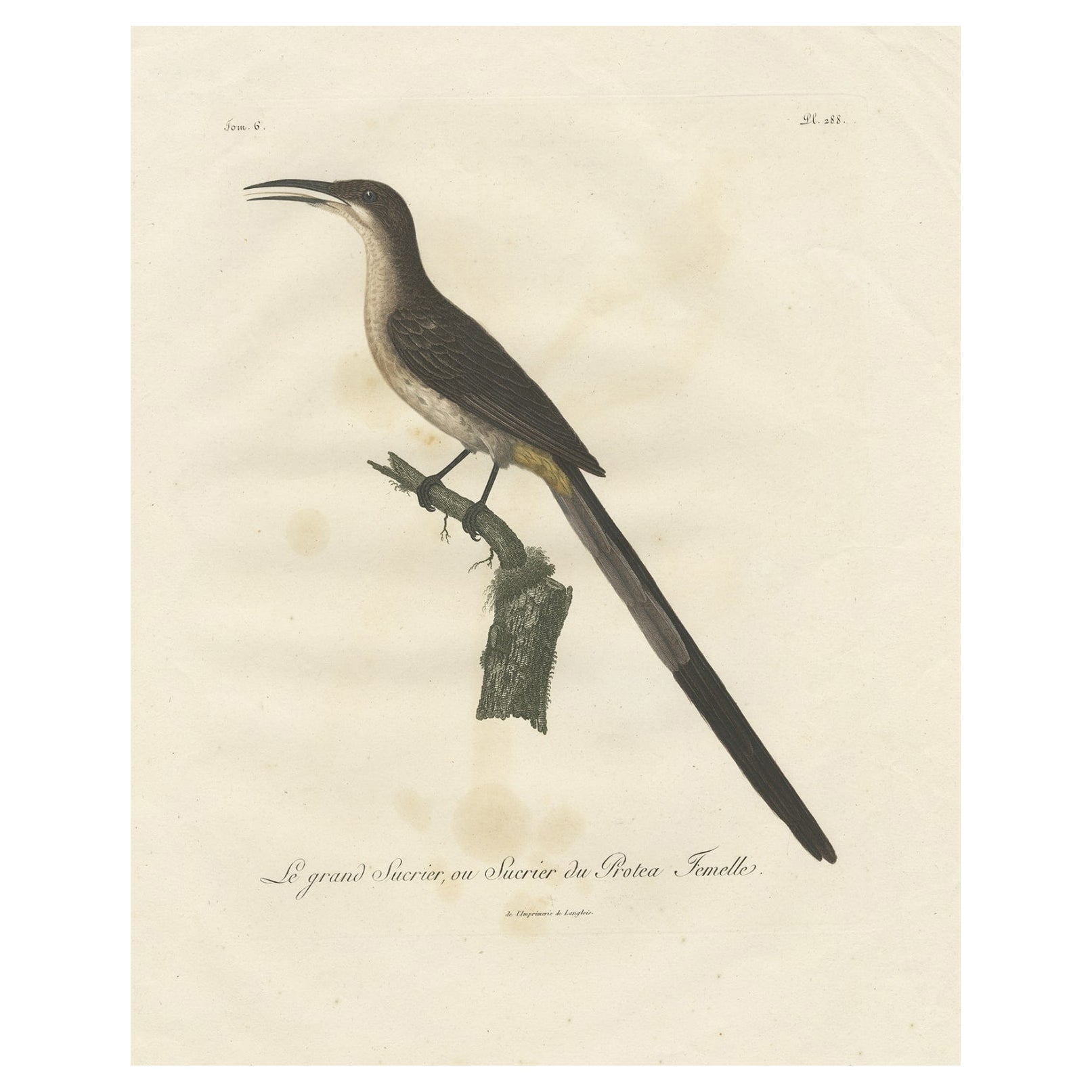 Beautiful Hand-Colored Antique Print of a Cape Sugarbird 'Promerops Cafer', 1810