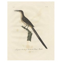 Beautiful Hand-Colored Antique Print of a Cape Sugarbird 'Promerops Cafer', 1810