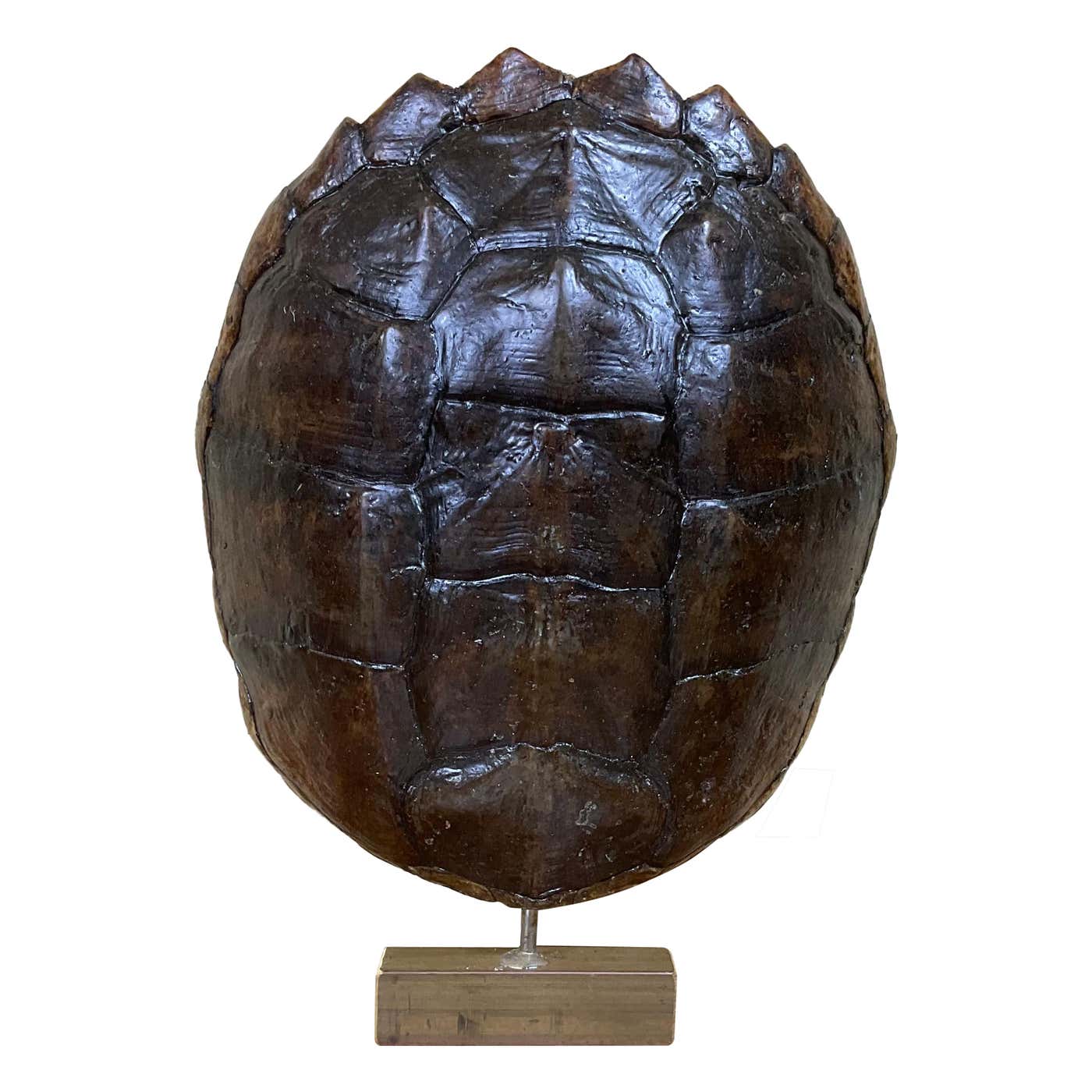 Genuine American Fresh Water Snapping Turtle Shell For Sale at 1stDibs ...
