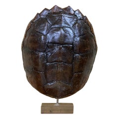 Vintage Genuine American Fresh Water Snapping Turtle Shell