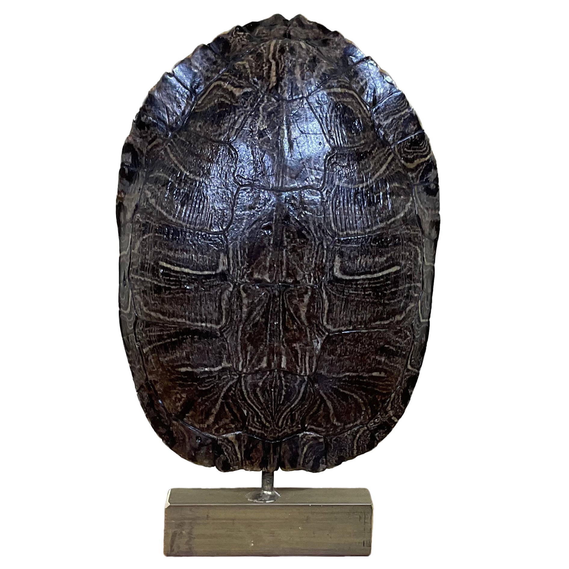 Genuine American Fresh Water Turtle Shell For Sale