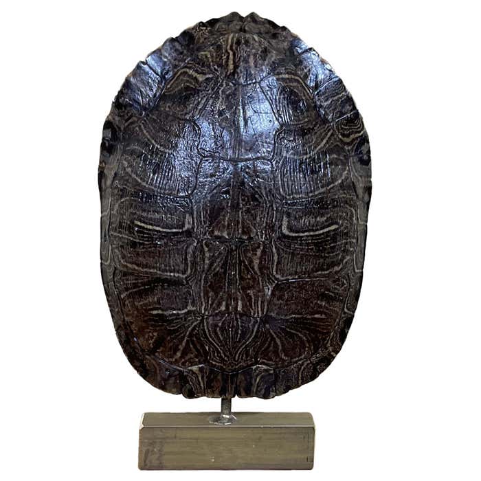 Genuine American Fresh Water Turtle Shell at 1stDibs | freshwater ...