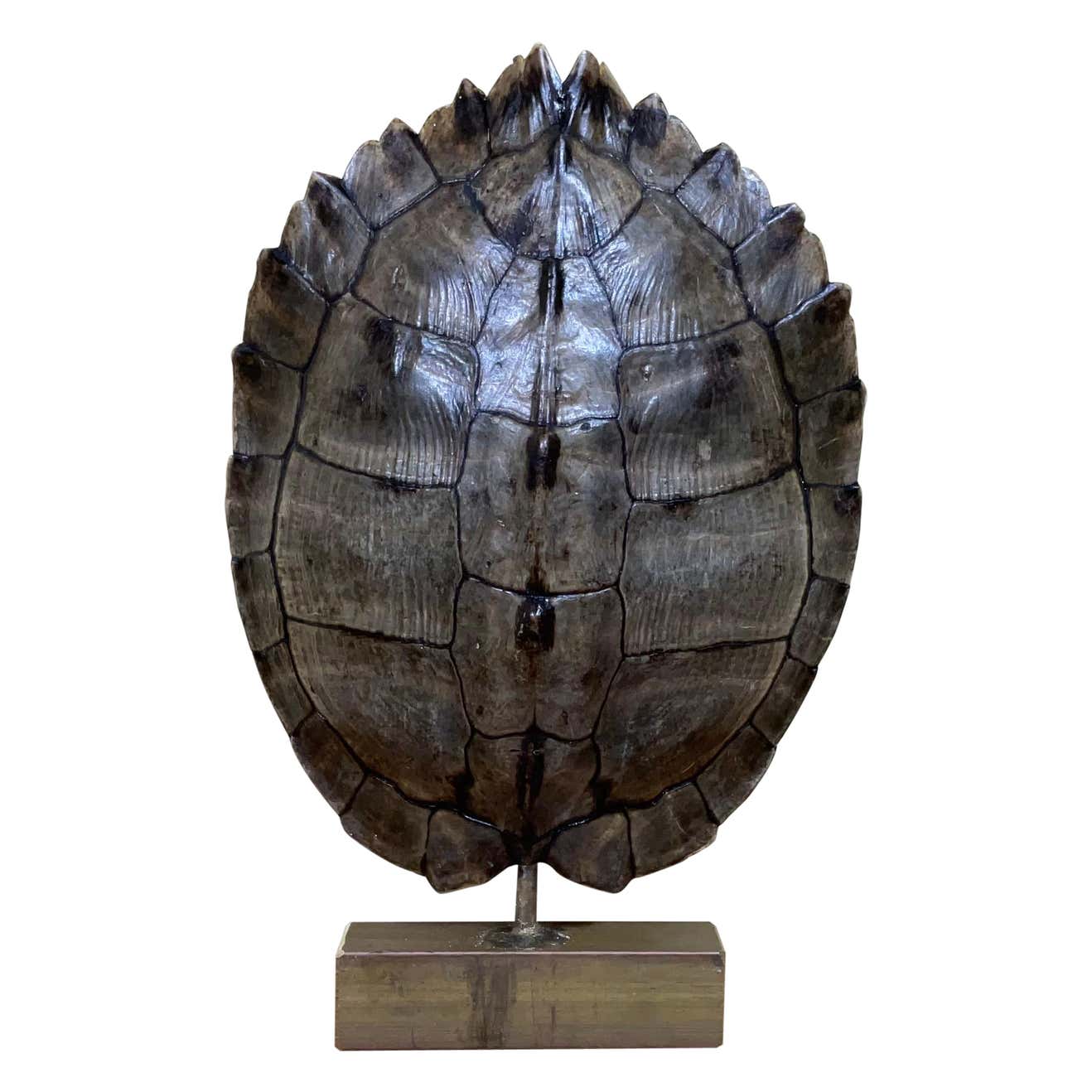 Genuine American Fresh Water Turtle Shell For Sale at 1stDibs