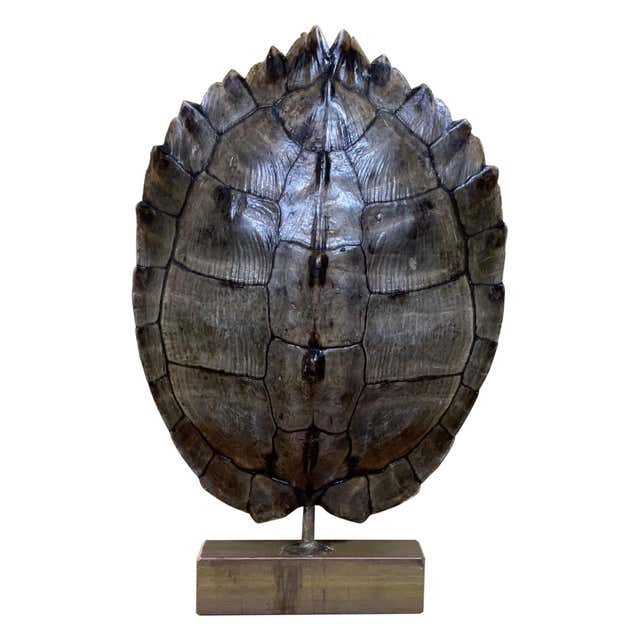 Mounted Snapping Turtle Shell at 1stDibs | how to mount a turtle shell ...
