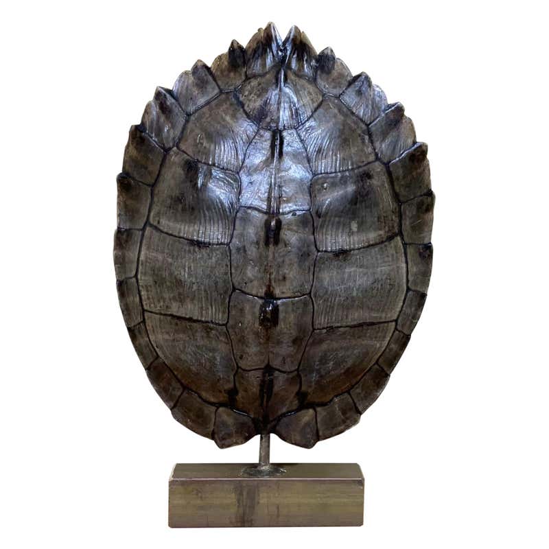 Turtle Shell Mounts Mounted Snapping Turtle Shell at 1stDibs | how to mount a turtle shell ...