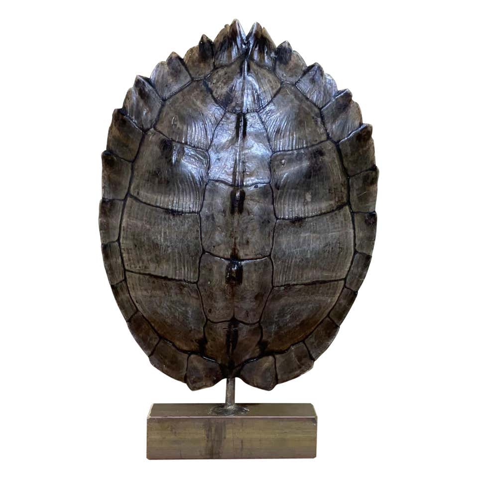 Mounted Snapping Turtle Shell at 1stDibs | how to mount a turtle shell ...