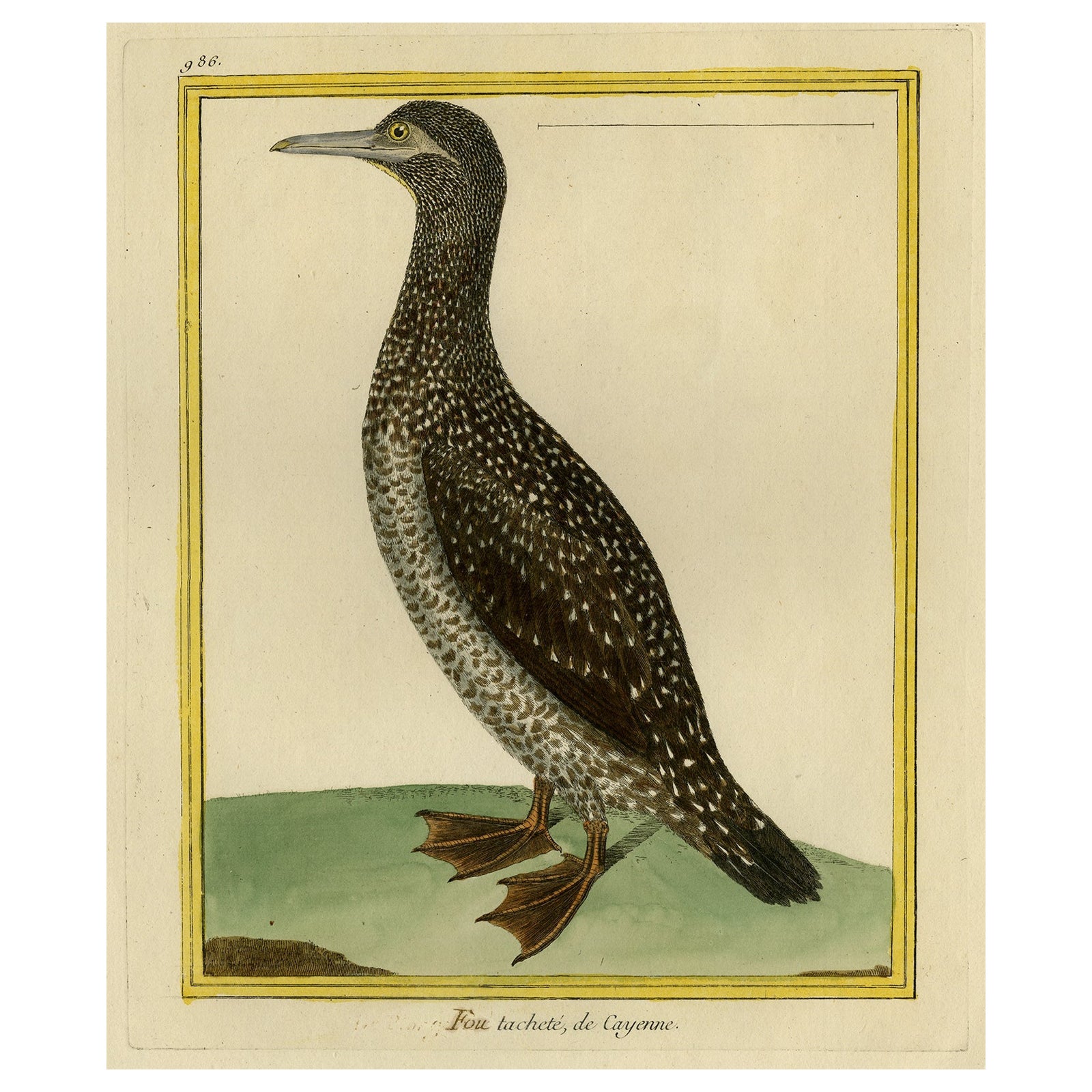 Original Hand-Colored Antique Bird Print of The Northern Gannet, ca.1770 For Sale