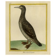 Original Hand-Colored Antique Bird Print of The Northern Gannet, ca.1770