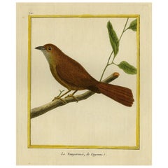 Impression originale colorée à la main d'un oiseau brun clair de type Tanager Bird, vers 1770