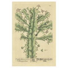 Stampa antica originale che mostra il vero euforbio, 1737