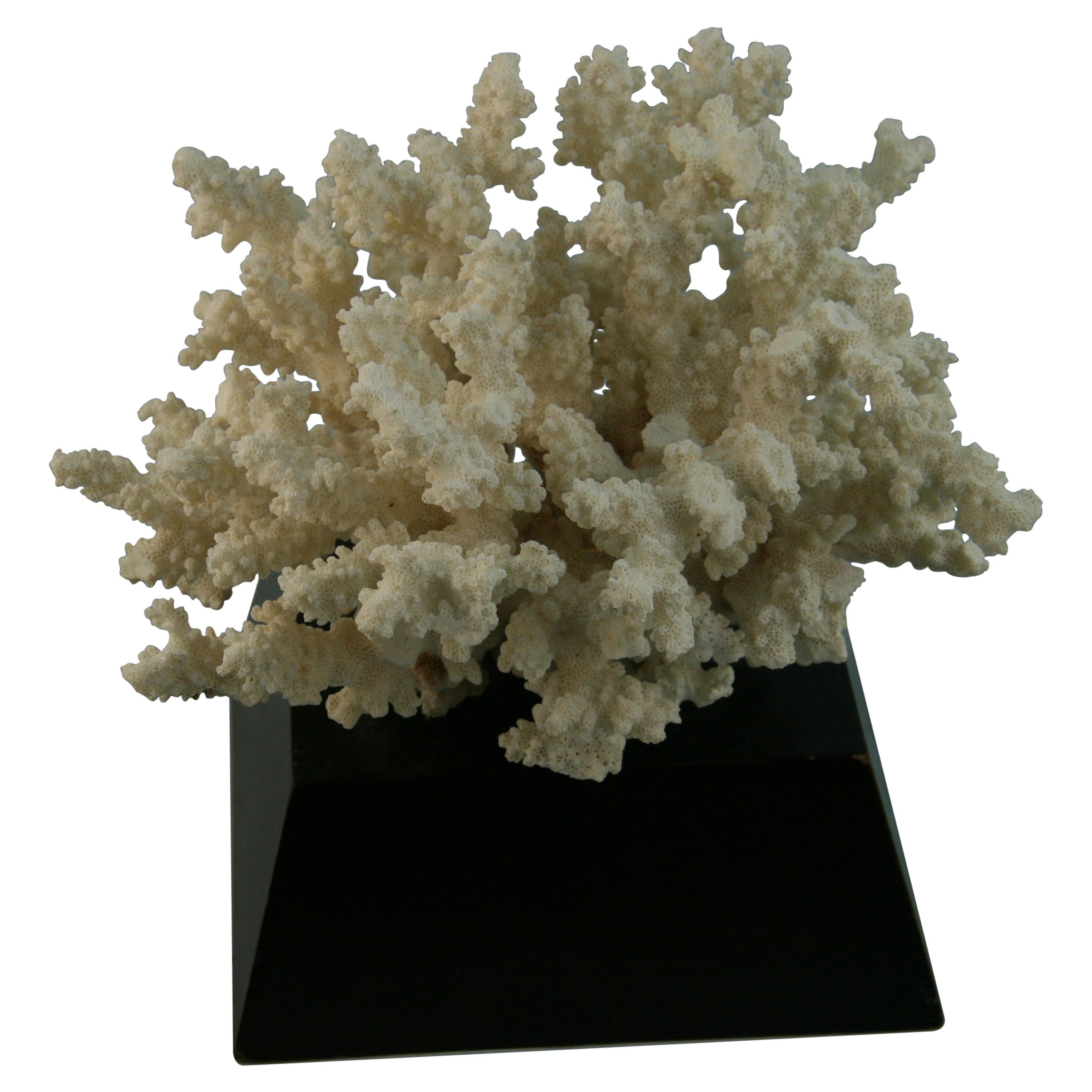Natural Coral on Custom Wood Base For Sale