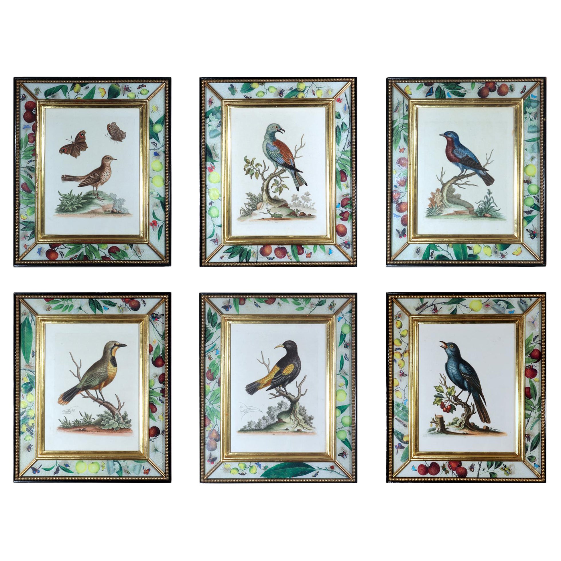 George Edwards Engravings of Birds, a Set of Six