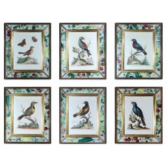 George Edwards Stiche von Vögeln, ein Sechser-Set