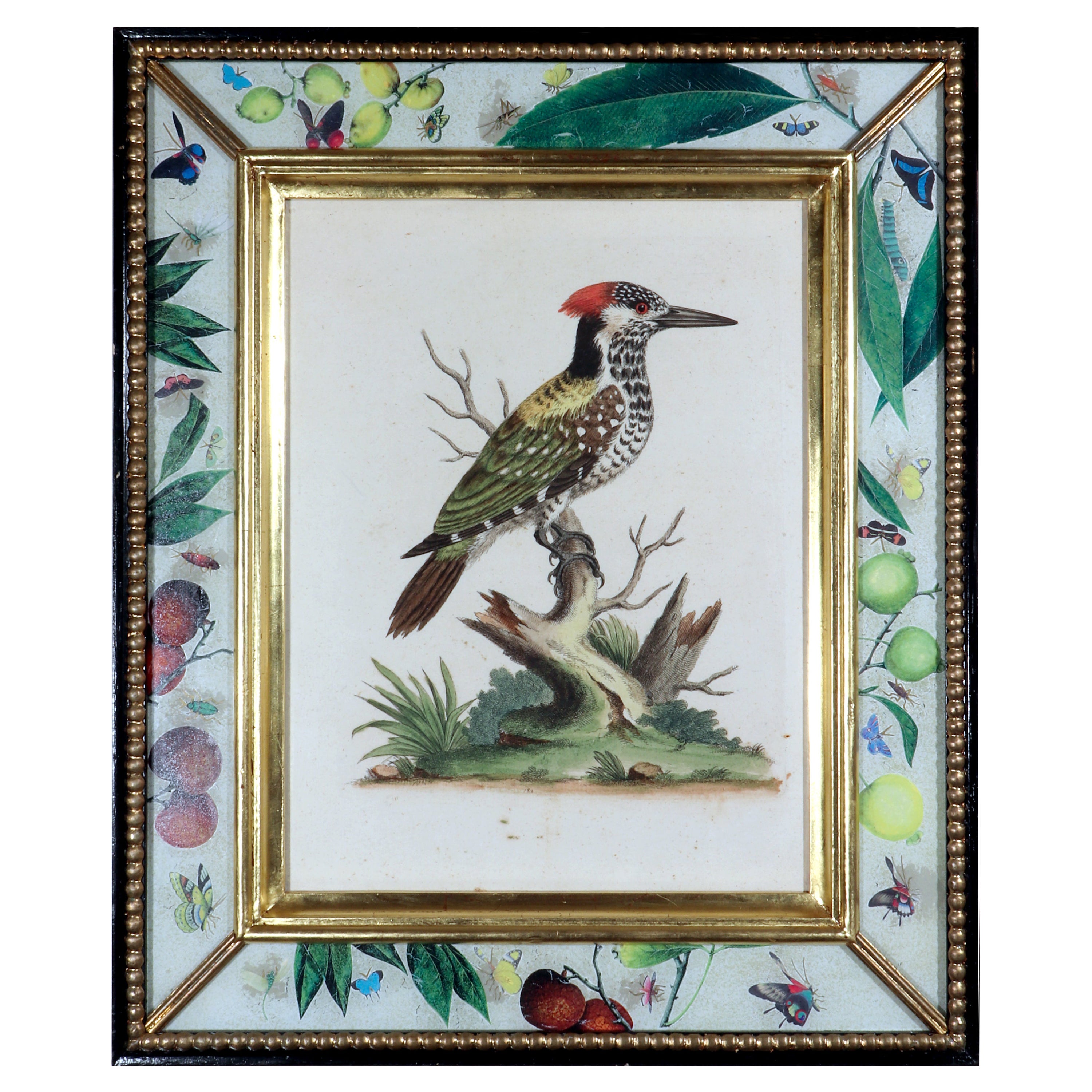 George Edwards Engravings of a Woodpecker