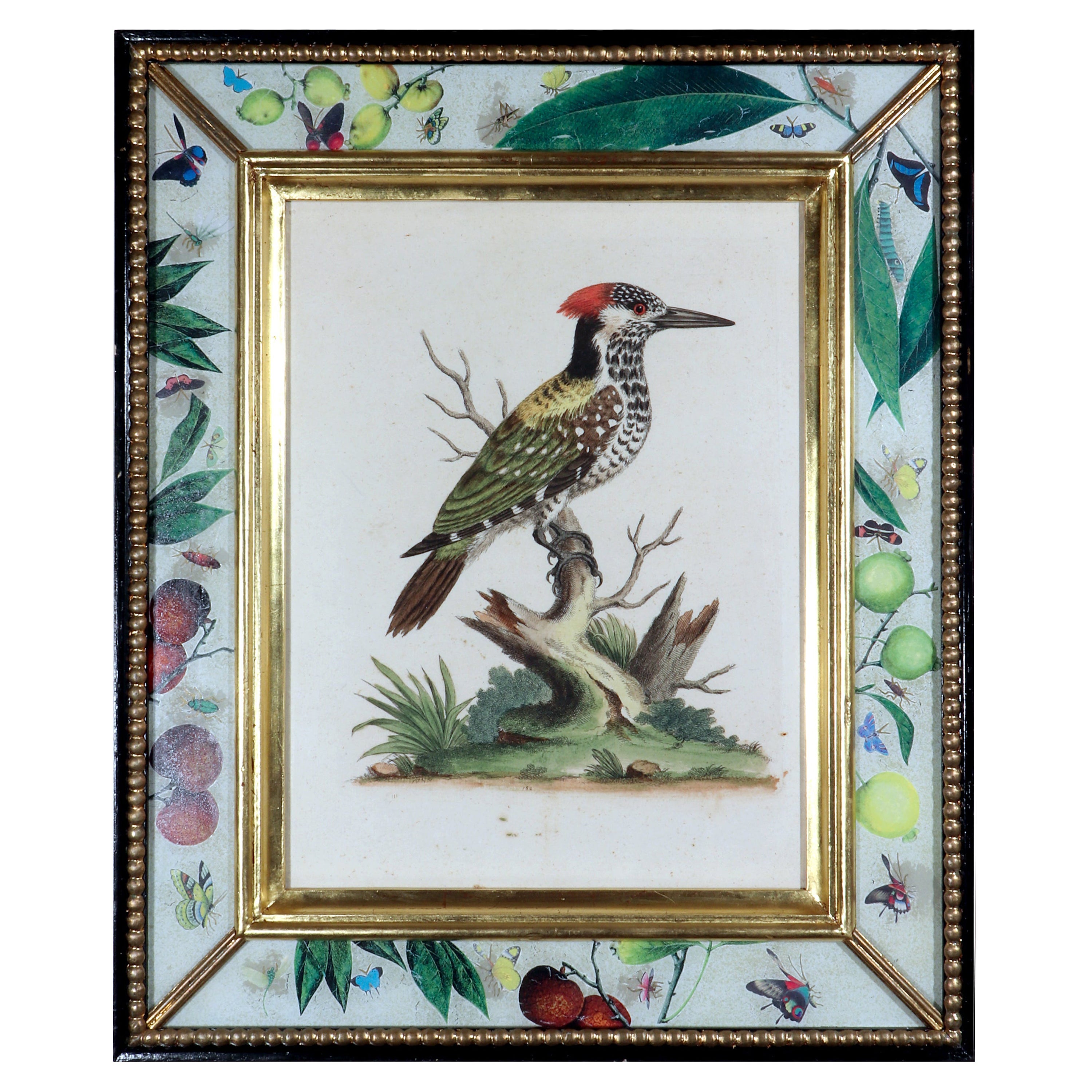 18th Century George Edwards Engravings of a Woodpecker For Sale