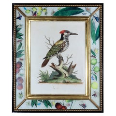18th Century George Edwards Engravings of a Woodpecker