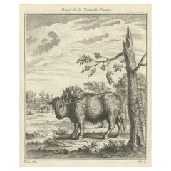 Old Print of a Bull or Bison from the French North America, Canada, Ca.1760