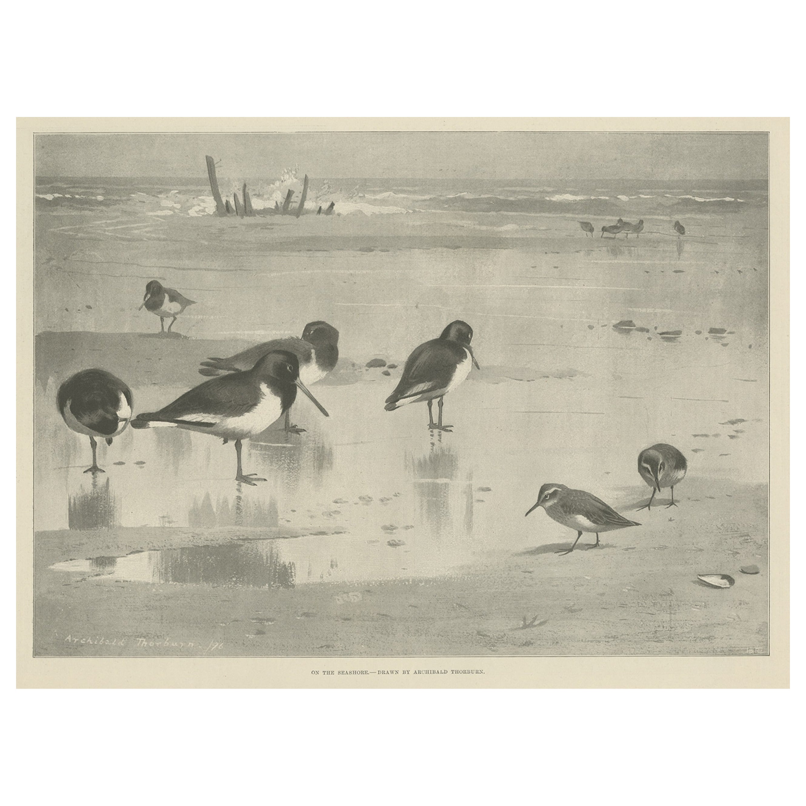 Stampa antica originale con uccelli in riva al mare, 1896