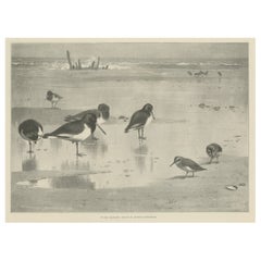 Original Old Print Showing Birds on the Seashore, 1896