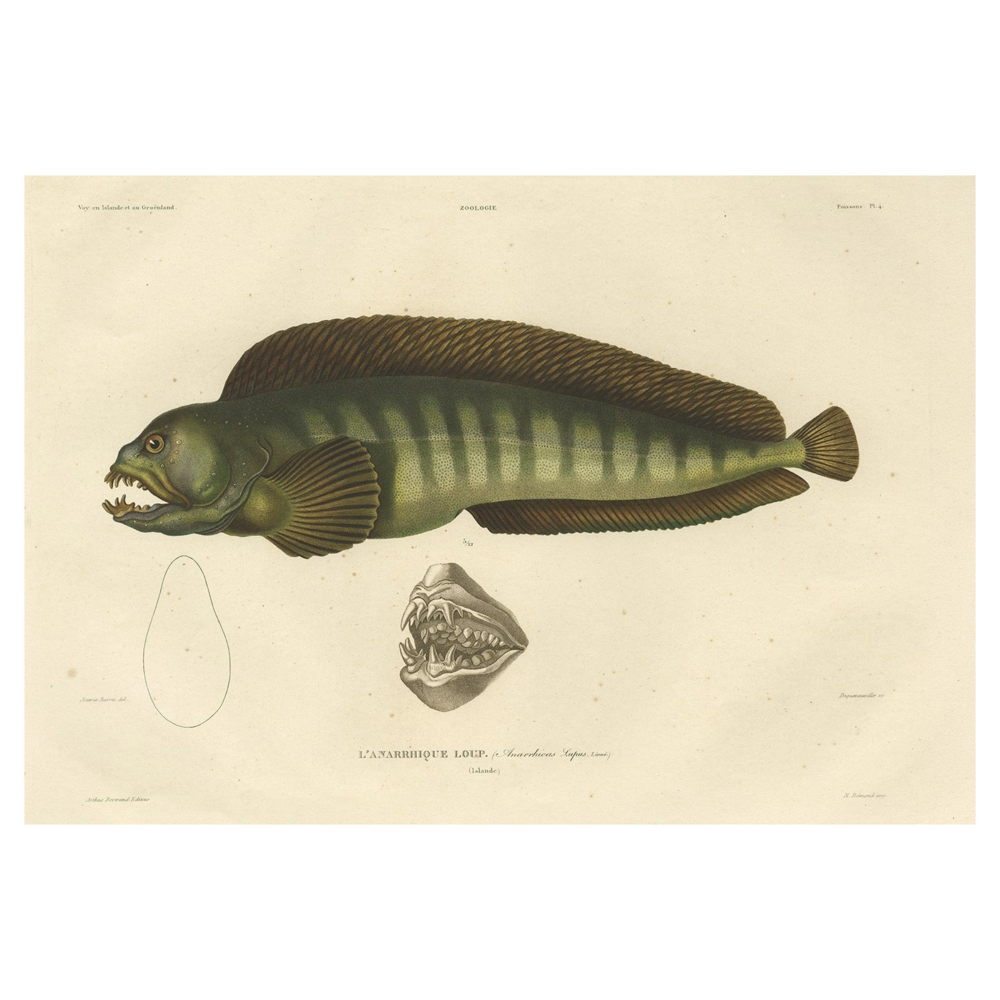 Stunning Hand-Colored Antique Print of the Atlantic Wolffish or Devil Fish, 1842