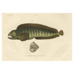 Atemberaubender handkolorierter antiker Druck des Atlantikwalfischs oder Teufelfischs, 1842