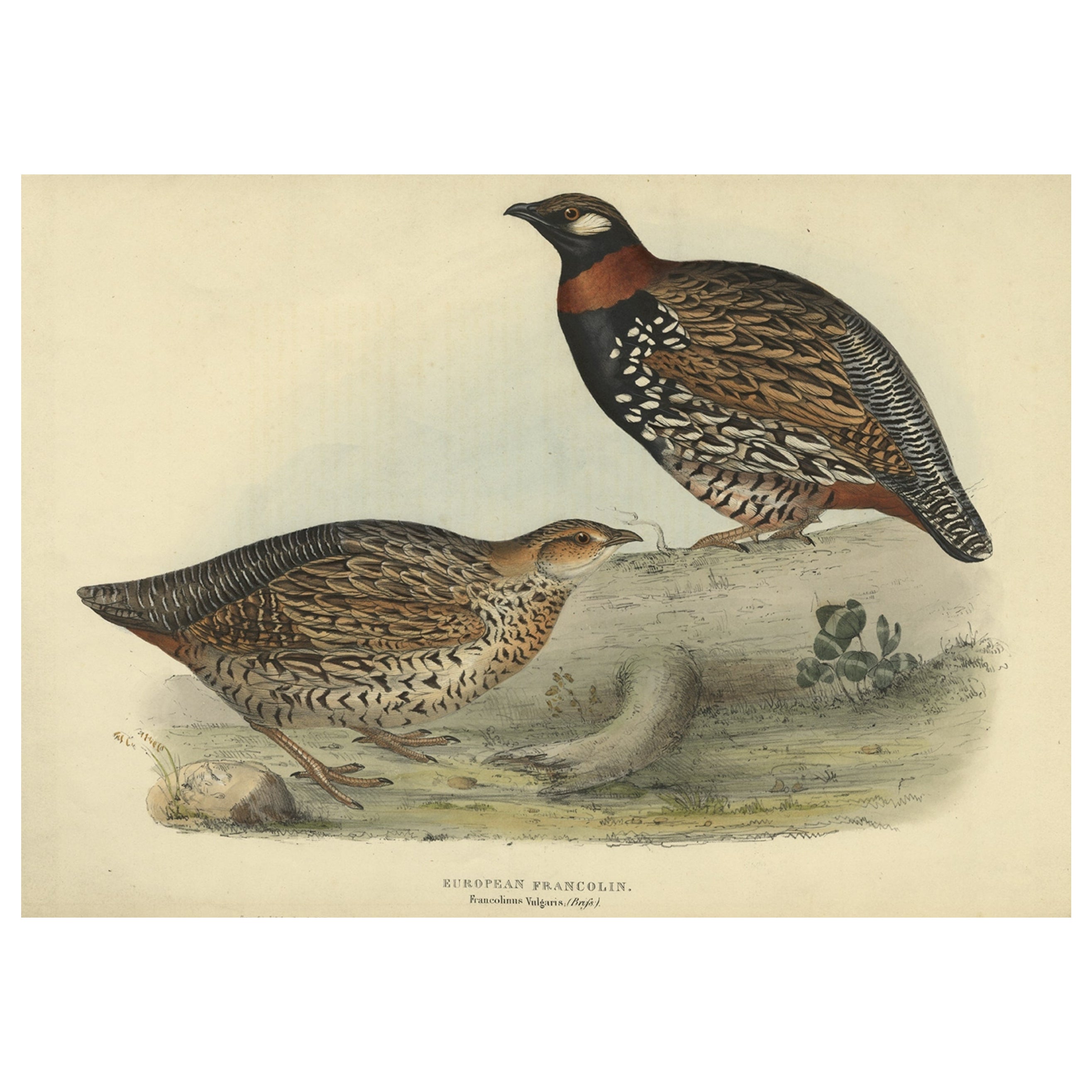 Expertly Original Hand-Coloured Bird Print of the Black Francolin, 1832 For Sale