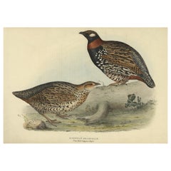 Antique Expertly Original Hand-Coloured Bird Print of the Black Francolin, 1832