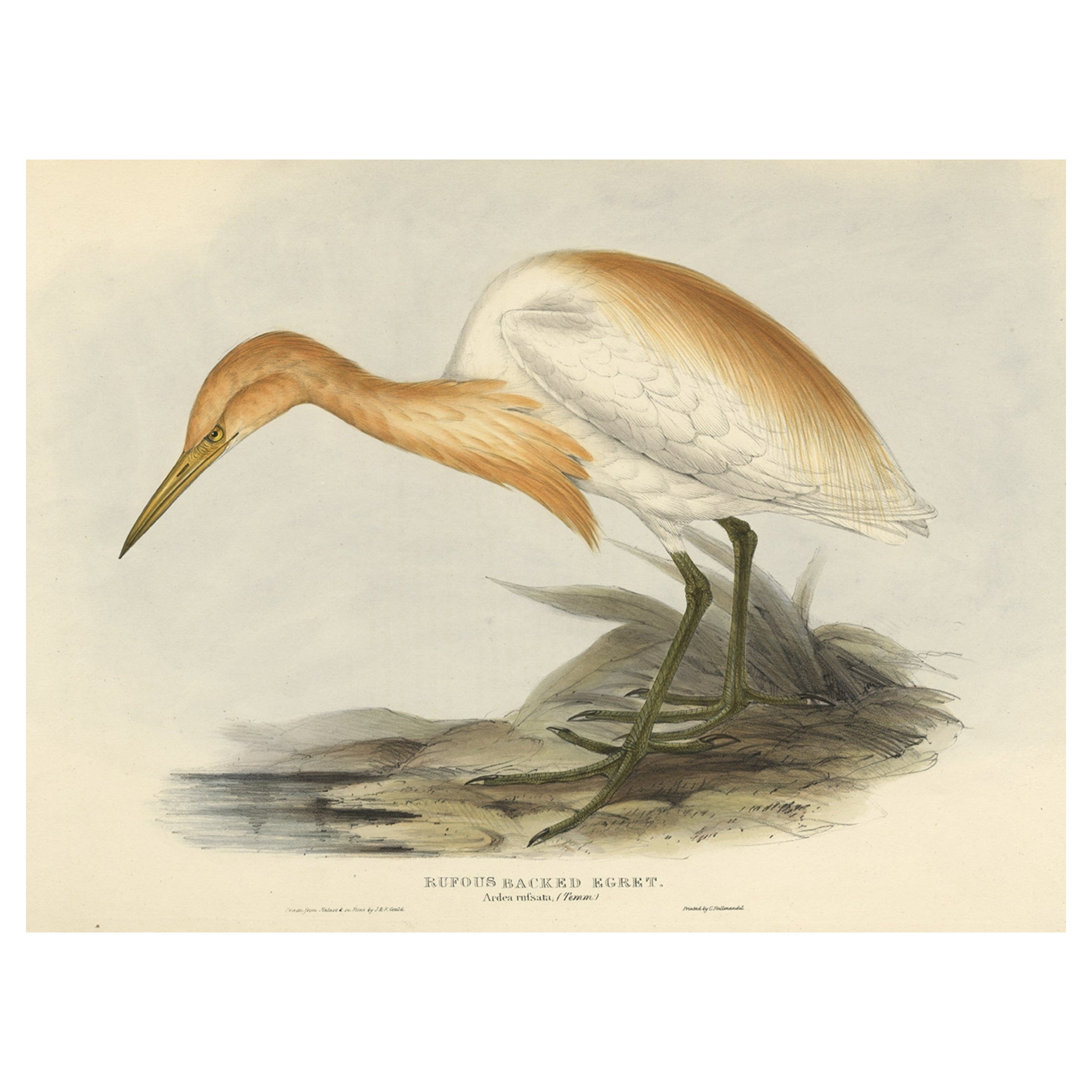 Expertly Hand-Coloured Antique Bird Print of the Cattle Egret, 1832