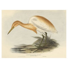 Impression d'oiseau ancien de type cattle Egret, collectionnée à la main par des experts et réalisée en 1832