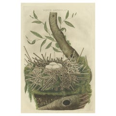 Original Hand-Colored Antique Engraving of a Bird Nest of a Pond Heron, 1770