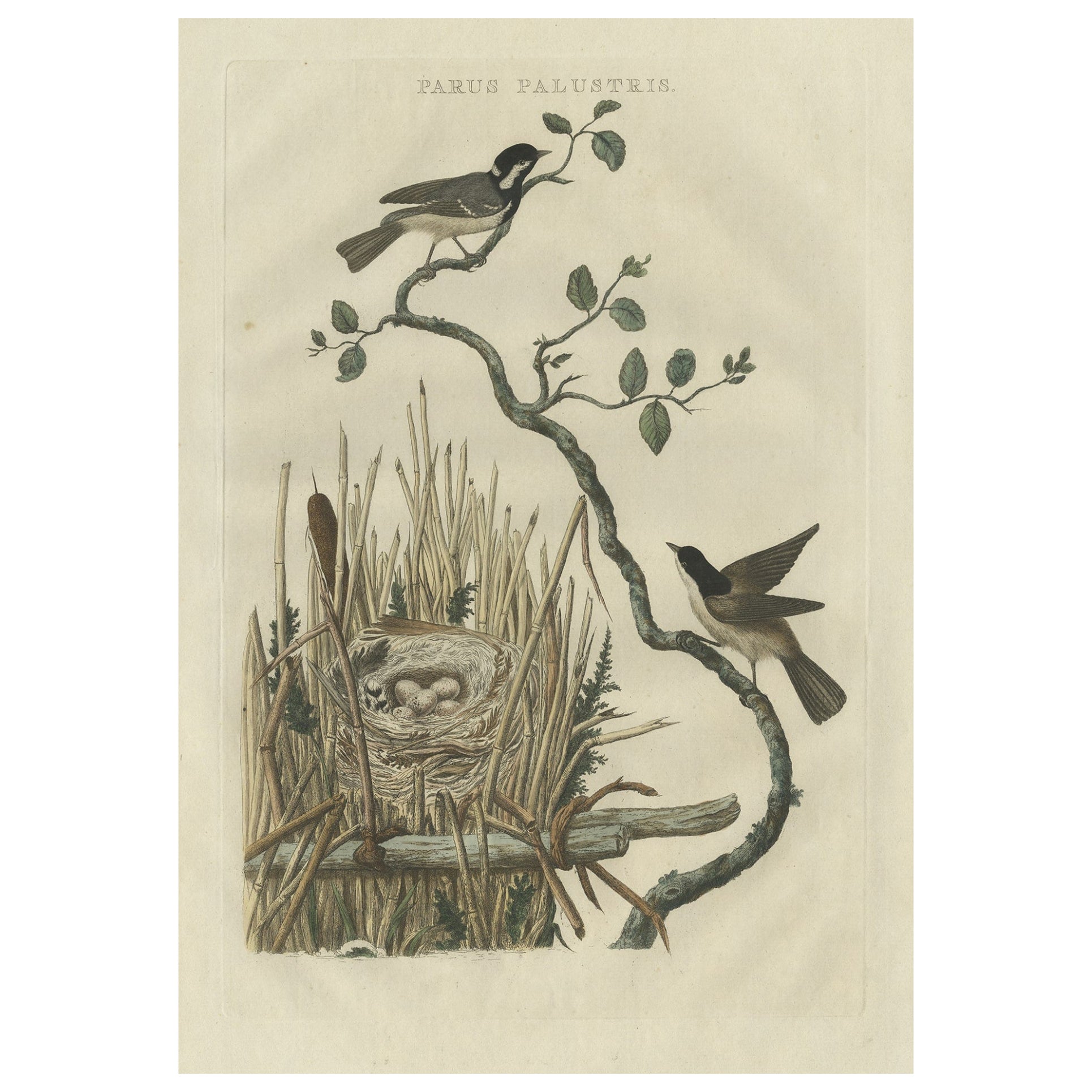 Original Hand-Colored Bird Print of the Marsh Tit with Nest and Eggs, 1770 For Sale